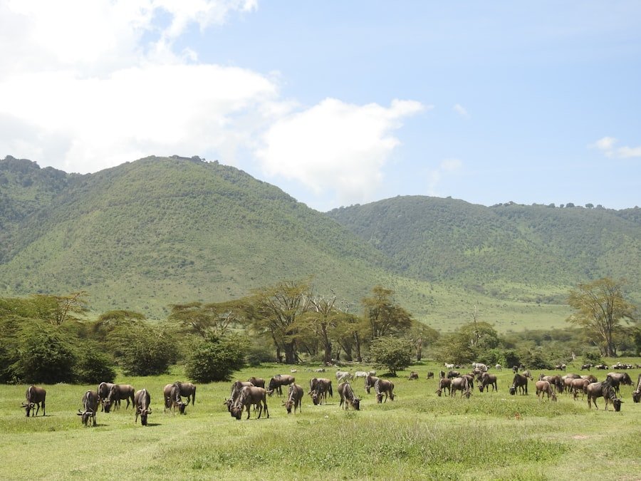 Selous / Nyerere