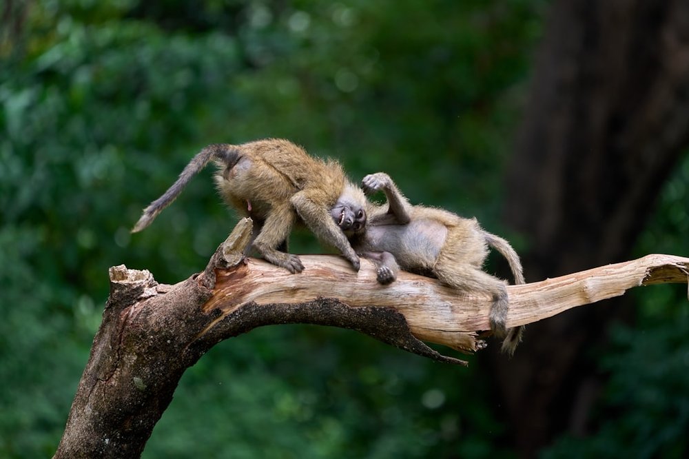 5 Tage Tarangire, Manyara & Ngorongoro